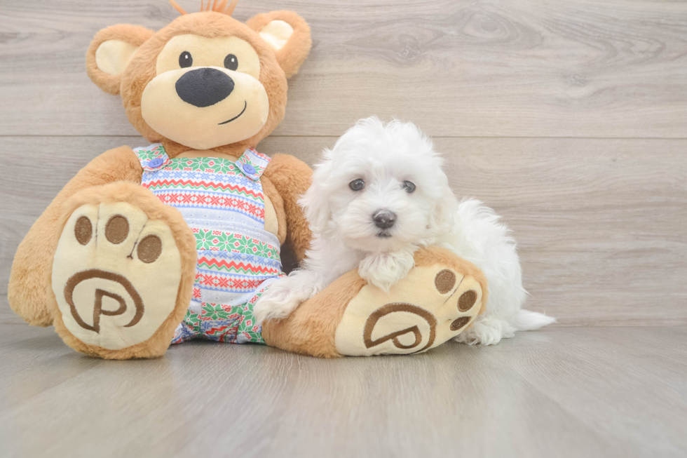 Popular Maltese Purebred Pup