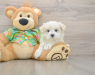 7 week old Maltese Puppy For Sale - Windy City Pups