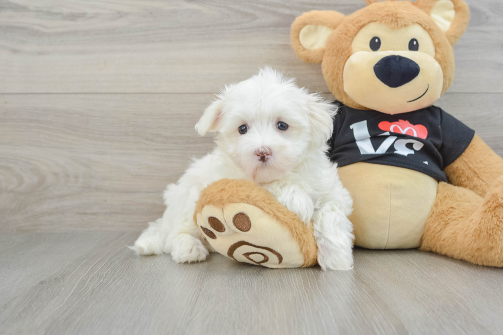 Friendly Maltese Baby