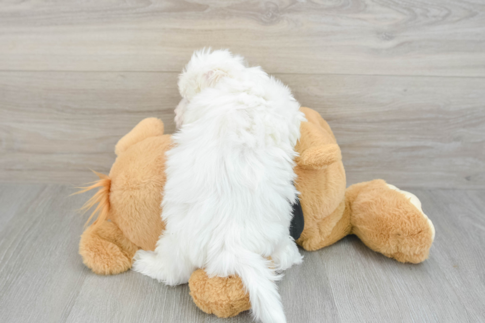Funny Maltese Purebred Pup