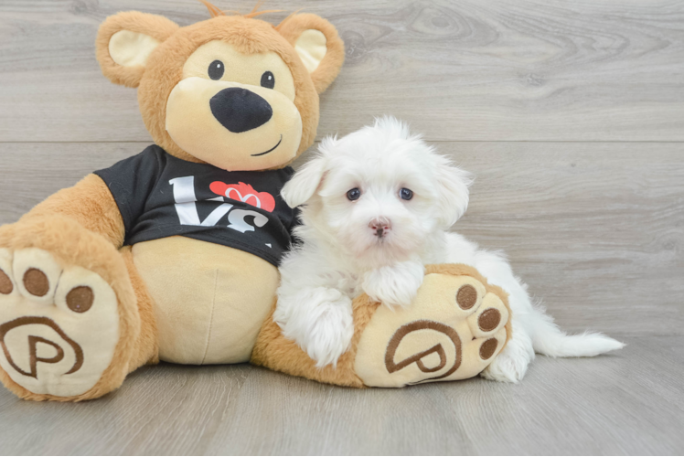 Funny Maltese Baby