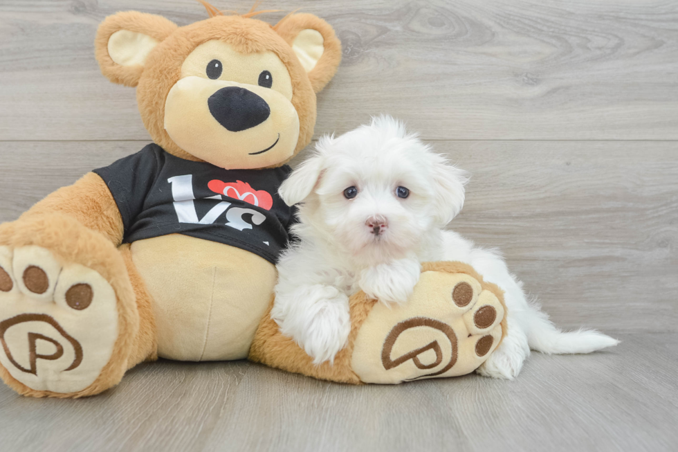 Funny Maltese Baby
