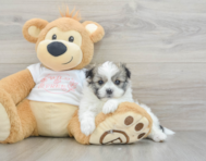 5 week old Maltipom Puppy For Sale - Windy City Pups