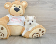5 week old Maltipom Puppy For Sale - Windy City Pups