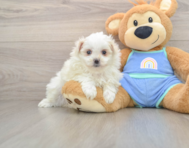 5 week old Maltipom Puppy For Sale - Windy City Pups