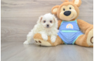 Playful Maltese Pom Designer Puppy
