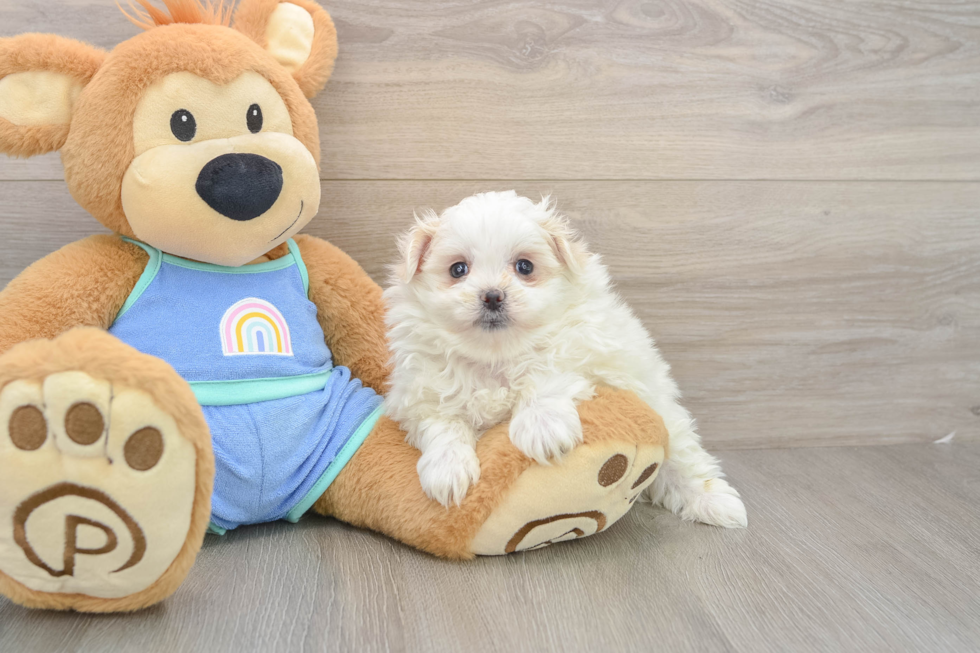 Friendly Maltipom Baby