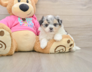 5 week old Maltipom Puppy For Sale - Windy City Pups