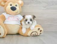 5 week old Maltipom Puppy For Sale - Windy City Pups