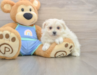 5 week old Maltipom Puppy For Sale - Windy City Pups
