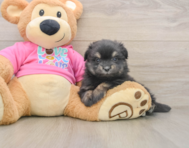 5 week old Maltipom Puppy For Sale - Windy City Pups