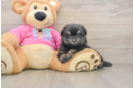 Best Maltipom Baby