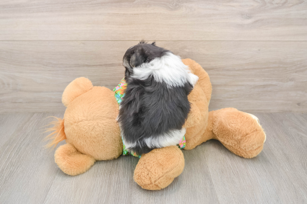 Playful Maltese Pom Designer Puppy