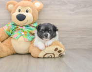 5 week old Maltipom Puppy For Sale - Windy City Pups