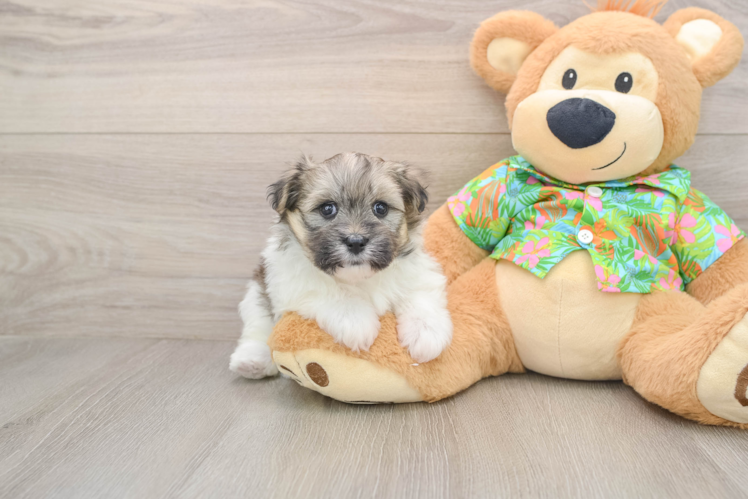 Fluffy Maltipom Designer Pup