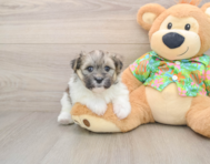 5 week old Maltipom Puppy For Sale - Windy City Pups