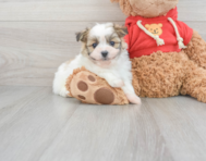 6 week old Maltipom Puppy For Sale - Windy City Pups