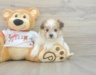 6 week old Maltipom Puppy For Sale - Windy City Pups