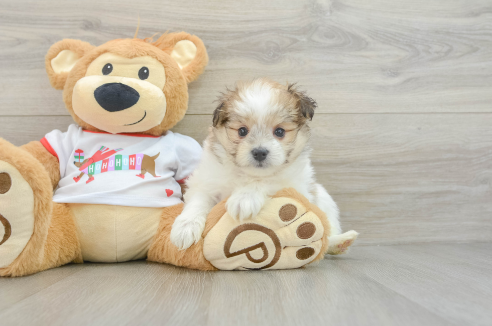 6 week old Maltipom Puppy For Sale - Windy City Pups