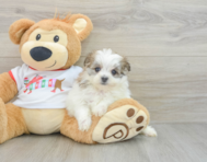 6 week old Maltipom Puppy For Sale - Windy City Pups