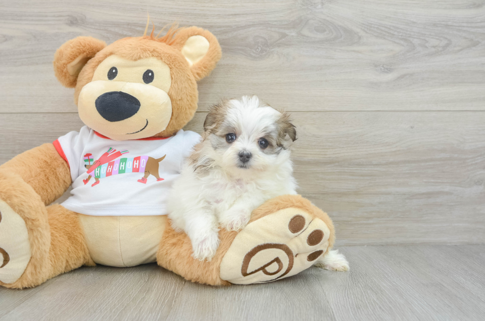 6 week old Maltipom Puppy For Sale - Windy City Pups