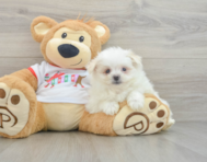 6 week old Maltipom Puppy For Sale - Windy City Pups