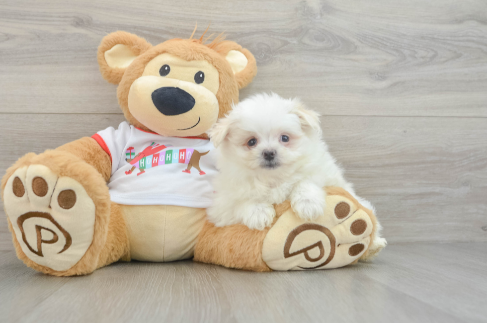 6 week old Maltipom Puppy For Sale - Windy City Pups