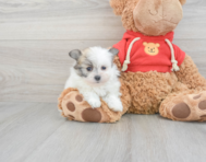 6 week old Maltipom Puppy For Sale - Windy City Pups