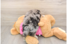 Best Maltipom Baby