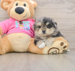 5 week old Maltipom Puppy For Sale - Windy City Pups