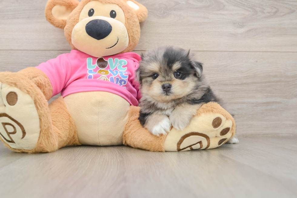 Small Maltipom Baby