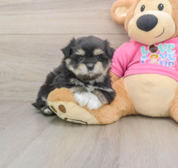 5 week old Maltipom Puppy For Sale - Windy City Pups