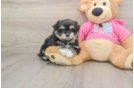 Cute Maltipom Baby