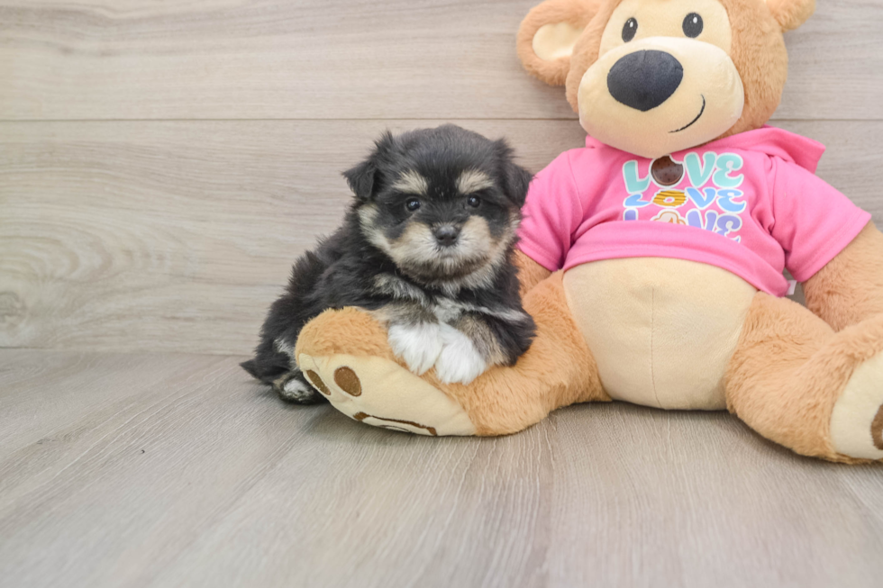 Cute Maltipom Baby
