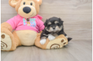 Maltipom Pup Being Cute