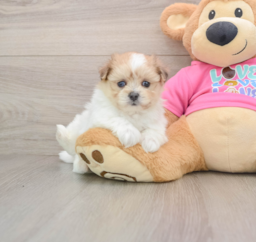 5 week old Maltipom Puppy For Sale - Windy City Pups