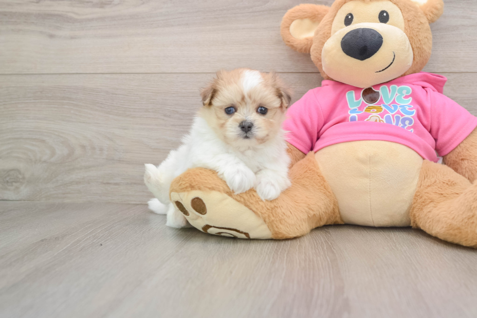 Happy Maltipom Baby