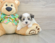 6 week old Maltipom Puppy For Sale - Windy City Pups