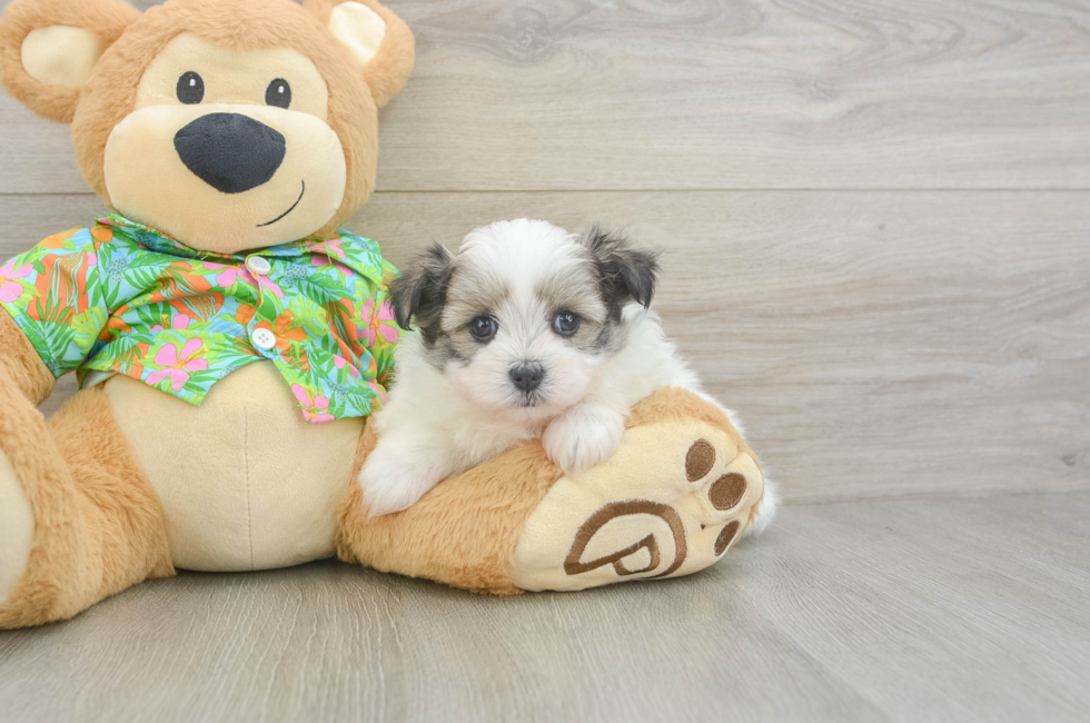 6 week old Maltipom Puppy For Sale - Windy City Pups