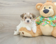 6 week old Maltipom Puppy For Sale - Windy City Pups