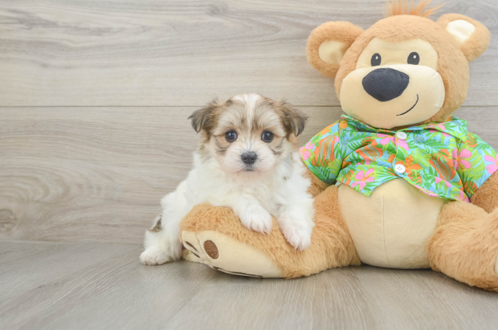 6 week old Maltipom Puppy For Sale - Windy City Pups