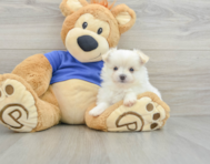 9 week old Maltipom Puppy For Sale - Windy City Pups