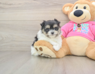 5 week old Maltipom Puppy For Sale - Windy City Pups