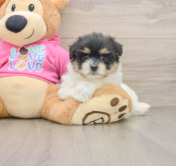 6 week old Maltipom Puppy For Sale - Windy City Pups