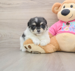 6 week old Maltipom Puppy For Sale - Windy City Pups
