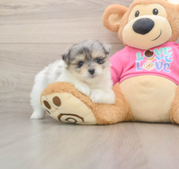 6 week old Maltipom Puppy For Sale - Windy City Pups
