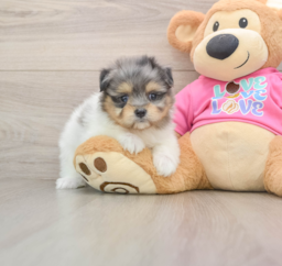 6 week old Maltipom Puppy For Sale - Windy City Pups