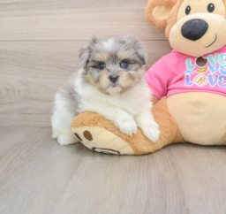 6 week old Maltipom Puppy For Sale - Windy City Pups