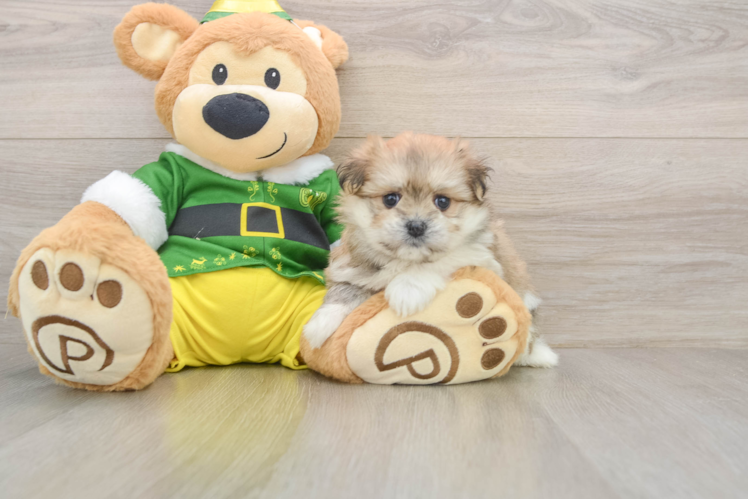 Maltipom Puppy for Adoption