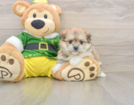 5 week old Maltipom Puppy For Sale - Windy City Pups